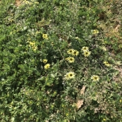 Arctotheca calendula at Griffith, ACT - 27 Sep 2019 03:37 PM