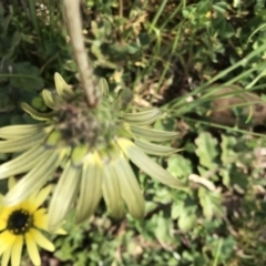 Arctotheca calendula at Griffith, ACT - 27 Sep 2019