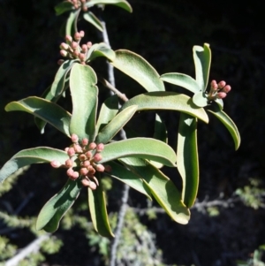 Philotheca myoporoides at Michelago, NSW - 25 Sep 2019