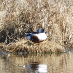 Spatula clypeata (Northern Shoveler) at Fyshwick, ACT - 12 Sep 2019 by MatthewFrawley