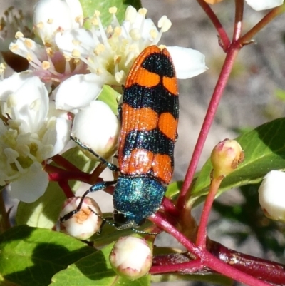 Castiarina crenata (Jewel beetle) at Tuggeranong Hill - 10 Nov 2018 by Owen