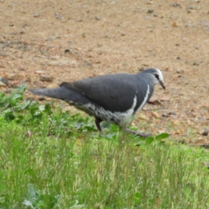 Leucosarcia melanoleuca at Burrinjuck, NSW - 21 Sep 2019 09:06 AM