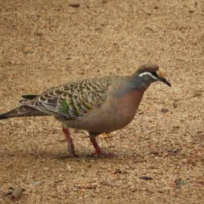 Phaps chalcoptera (Common Bronzewing) at Burrinjuck, NSW - 21 Sep 2019 by MatthewFrawley