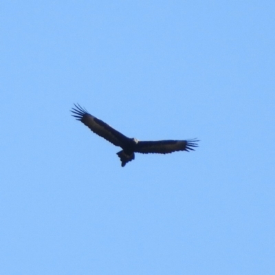Aquila audax (Wedge-tailed Eagle) at Burrinjuck Nature Reserve - 21 Sep 2019 by MatthewFrawley