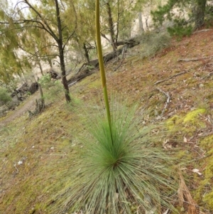 Xanthorrhoea glauca subsp. angustifolia at Burrinjuck, NSW - suppressed