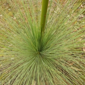 Xanthorrhoea glauca subsp. angustifolia at Burrinjuck, NSW - suppressed