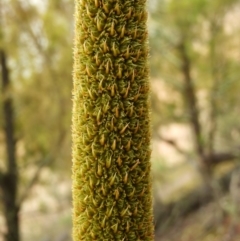 Xanthorrhoea glauca subsp. angustifolia at Burrinjuck, NSW - suppressed