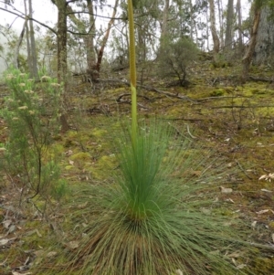 Xanthorrhoea australis at Burrinjuck, NSW - 21 Sep 2019