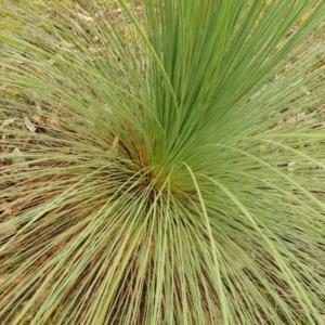 Xanthorrhoea glauca subsp. angustifolia at Burrinjuck, NSW - suppressed