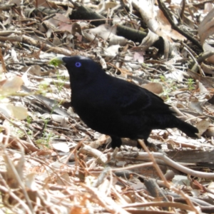 Ptilonorhynchus violaceus at Burrinjuck, NSW - 22 Sep 2019