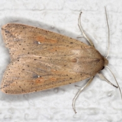 Mythimna (Pseudaletia) convecta (Common Armyworm) at Ainslie, ACT - 26 Sep 2019 by jb2602