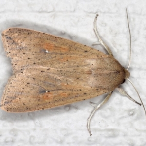 Mythimna (Pseudaletia) convecta at Ainslie, ACT - 26 Sep 2019 08:42 PM