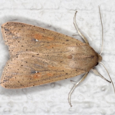 Mythimna (Pseudaletia) convecta (Common Armyworm) at Ainslie, ACT - 26 Sep 2019 by jbromilow50