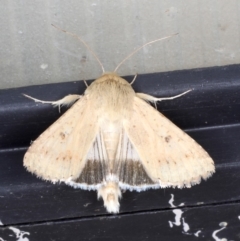 Mythimna (Pseudaletia) convecta at Ainslie, ACT - 26 Sep 2019 08:42 PM