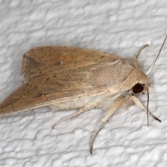 Mythimna (Pseudaletia) convecta at Ainslie, ACT - 26 Sep 2019 08:42 PM