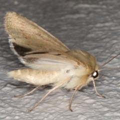 Mythimna (Pseudaletia) convecta at Ainslie, ACT - 26 Sep 2019