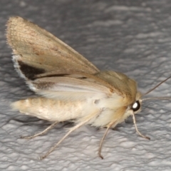Mythimna (Pseudaletia) convecta at Ainslie, ACT - 26 Sep 2019 08:42 PM