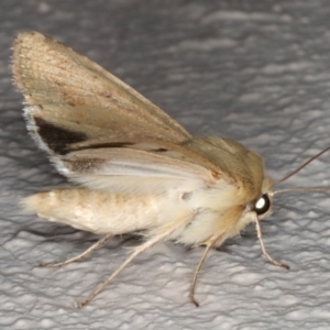 Mythimna (Pseudaletia) convecta at Ainslie, ACT - 26 Sep 2019 08:42 PM