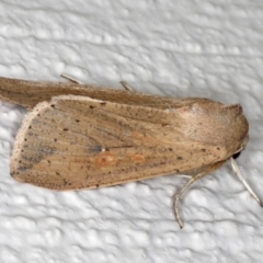 Mythimna (Pseudaletia) convecta at Ainslie, ACT - 26 Sep 2019 08:42 PM