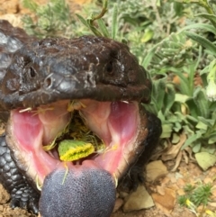 Tiliqua rugosa (Shingleback Lizard) at Yass River, NSW - 22 Sep 2019 by SueMcIntyre