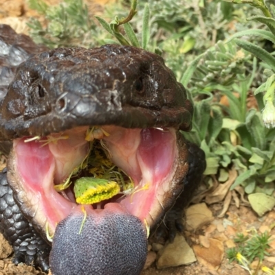 Tiliqua rugosa (Shingleback Lizard) at Gang Gang at Yass River - 22 Sep 2019 by SueMcIntyre