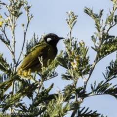 Nesoptilotis leucotis (White-eared Honeyeater) at Hall, ACT - 14 Sep 2019 by BIrdsinCanberra