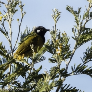 Nesoptilotis leucotis at Hall, ACT - 15 Sep 2019 07:17 AM