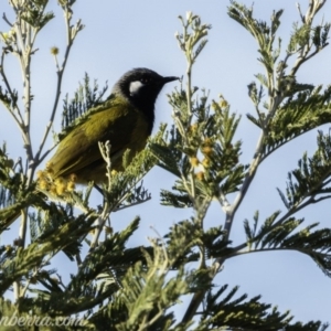 Nesoptilotis leucotis at Hall, ACT - 15 Sep 2019 07:17 AM