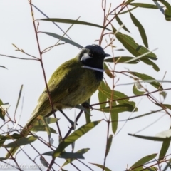 Nesoptilotis leucotis at Hall, ACT - 15 Sep 2019 07:17 AM