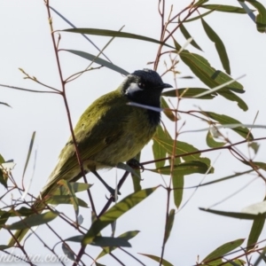 Nesoptilotis leucotis at Hall, ACT - 15 Sep 2019 07:17 AM