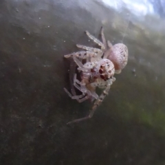 Opisthoncus grassator (Jumping spider) at Acton, ACT - 22 Sep 2019 by Christine