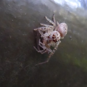 Opisthoncus grassator at Acton, ACT - 22 Sep 2019