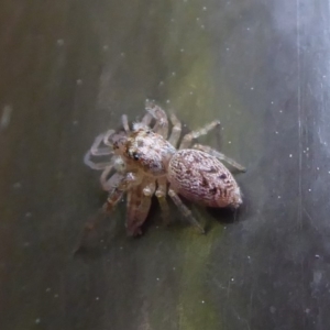 Opisthoncus grassator at Acton, ACT - 22 Sep 2019 10:22 AM