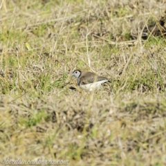 Stizoptera bichenovii (Double-barred Finch) at Hall, ACT - 15 Sep 2019 by BIrdsinCanberra