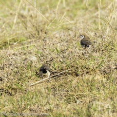 Stizoptera bichenovii at Hall, ACT - 15 Sep 2019