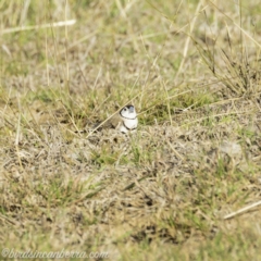 Stizoptera bichenovii at Hall, ACT - 15 Sep 2019