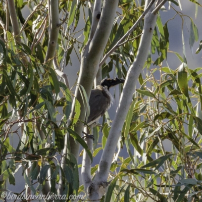 Philemon corniculatus (Noisy Friarbird) at Hall, ACT - 14 Sep 2019 by BIrdsinCanberra