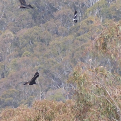Aquila audax (Wedge-tailed Eagle) at Black Range, NSW - 27 Sep 2019 by MatthewHiggins