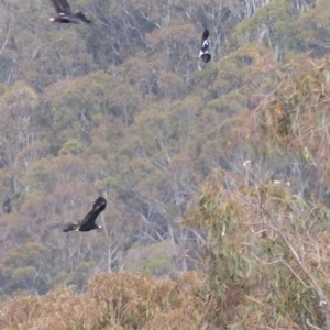 Aquila audax at Black Range, NSW - 27 Sep 2019