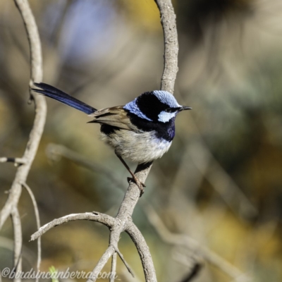 Malurus cyaneus (Superb Fairywren) at Hall, ACT - 15 Sep 2019 by BIrdsinCanberra