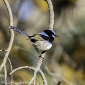 Malurus cyaneus at Hall, ACT - 15 Sep 2019 08:07 AM