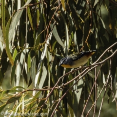 Pardalotus punctatus (Spotted Pardalote) at Hall, ACT - 14 Sep 2019 by BIrdsinCanberra