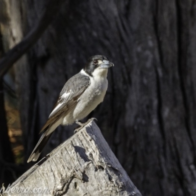 Cracticus torquatus (Grey Butcherbird) at Hall, ACT - 14 Sep 2019 by BIrdsinCanberra