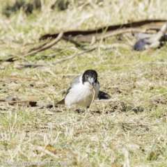 Cracticus torquatus at Hall, ACT - 15 Sep 2019