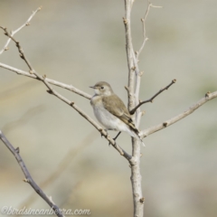 Epthianura albifrons (White-fronted Chat) at Molonglo Valley, ACT - 15 Sep 2019 by BIrdsinCanberra