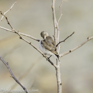 Epthianura albifrons at Molonglo Valley, ACT - 15 Sep 2019 08:54 AM