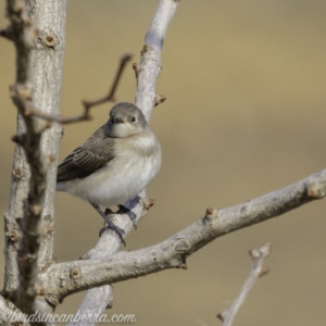 Epthianura albifrons at Molonglo Valley, ACT - 15 Sep 2019 08:54 AM