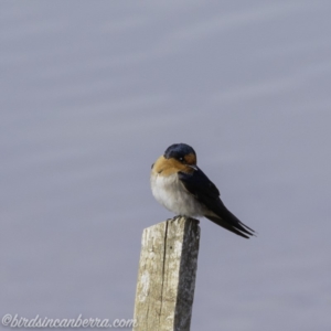 Hirundo neoxena at Molonglo Valley, ACT - 15 Sep 2019