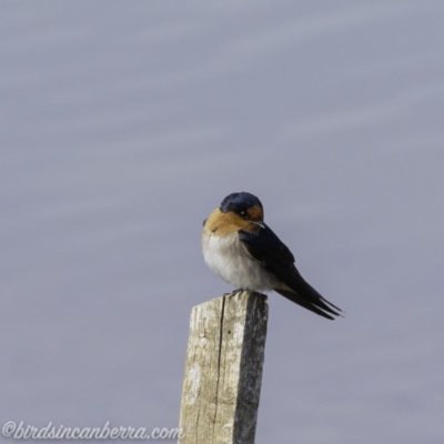 Hirundo neoxena (Welcome Swallow) at Molonglo Valley, ACT - 14 Sep 2019 by BIrdsinCanberra