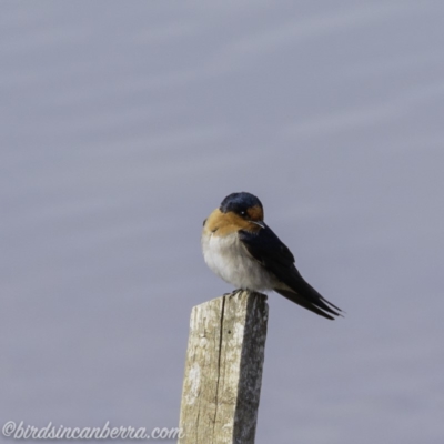Hirundo neoxena (Welcome Swallow) at National Arboretum Forests - 14 Sep 2019 by BIrdsinCanberra